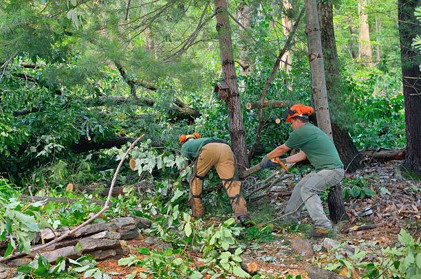 Best Tree Removal Cost  in USA